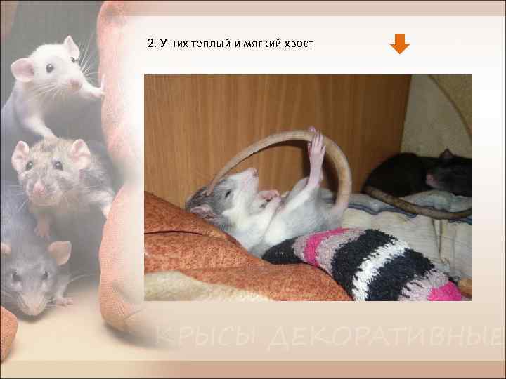2. У них теплый и мягкий хвост 