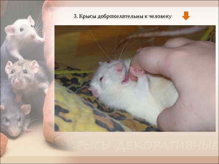 3. Крысы доброжелательны к человеку 