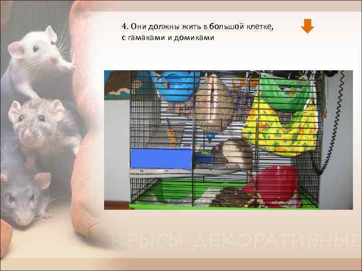 4. Они должны жить в большой клетке, с гамаками и домиками 