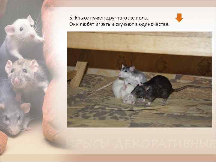 5. Крысе нужен друг того же пола. Они любят играть и скучают в одиночестве.