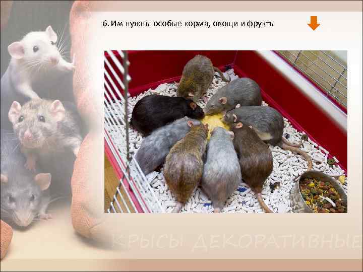 6. Им нужны особые корма, овощи и фрукты 