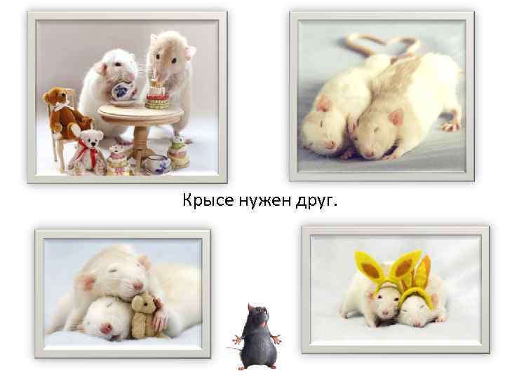 Крысе нужен друг. 
