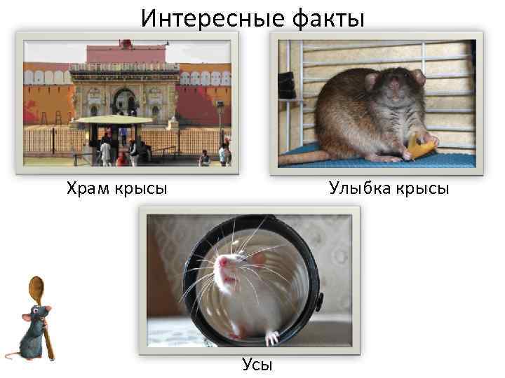 Интересные факты Храм крысы Улыбка крысы Усы 