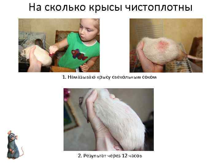 На сколько крысы чистоплотны 1. Намазываю крысу свекольным соком 2. Результат через 12 часов