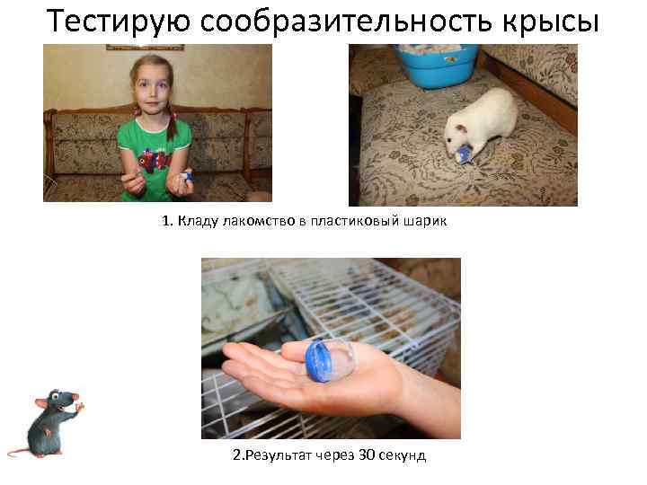 Тестирую сообразительность крысы 1. Кладу лакомство в пластиковый шарик 2. Результат через 30 секунд