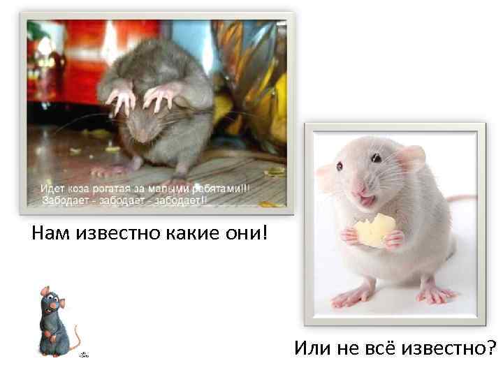 Нам известно какие они! Или не всё известно? 