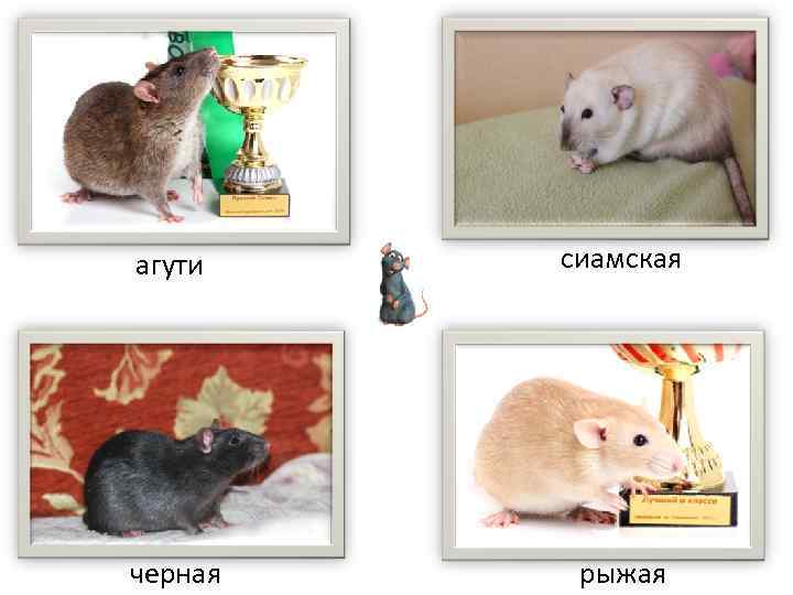 агути сиамская черная рыжая 