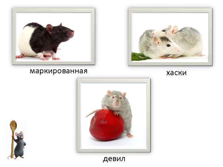 маркированная хаски девил 