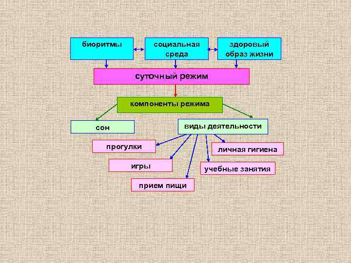 биоритмы социальная среда здоровый образ жизни суточный режим компоненты режима виды деятельности сон прогулки