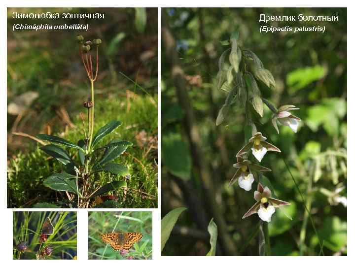 Зимолюбка зонтичная Дремлик болотный (Chimáphila umbelláta) (Epipactis palustris) 