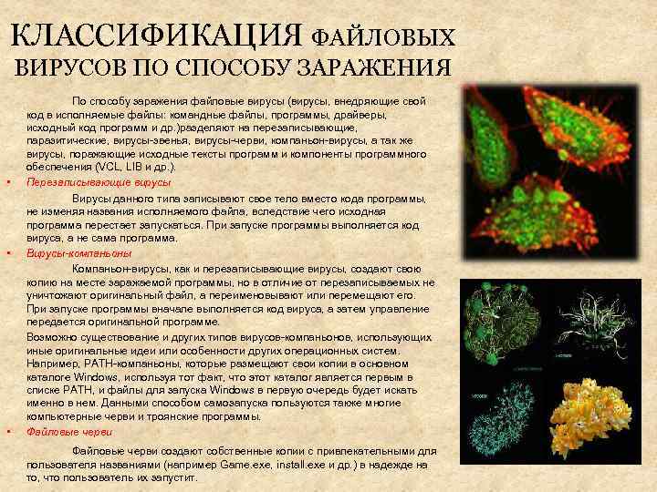 КЛАССИФИКАЦИЯ ФАЙЛОВЫХ ВИРУСОВ ПО СПОСОБУ ЗАРАЖЕНИЯ • • • По способу заражения файловые вирусы