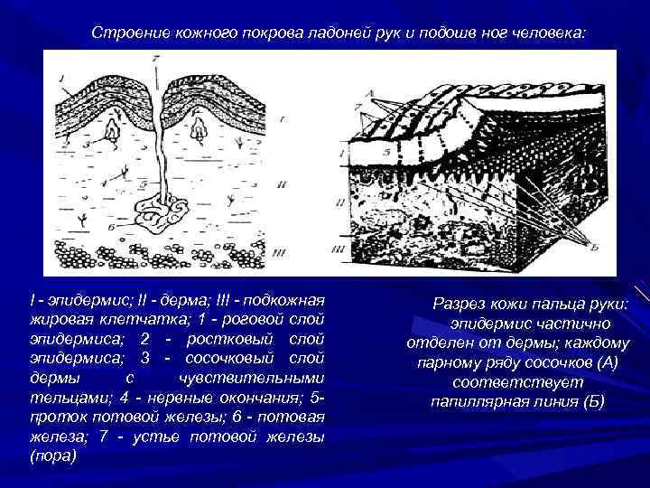 Чем обусловлен папиллярный рисунок кожи