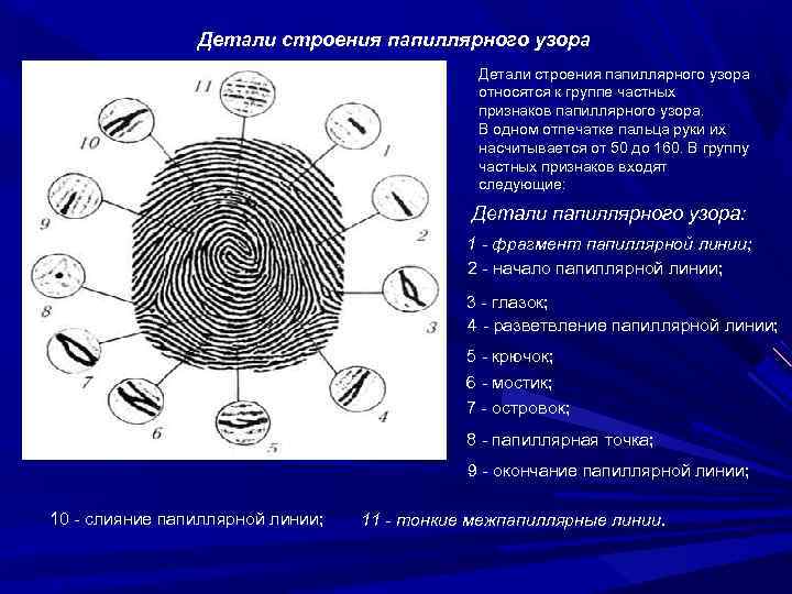 Общие и частные признаки следа. Назовите элементы строения папиллярного узора. Тип папиллярного узора отпечатка пальца. Строение папиллярного узора криминалистика.