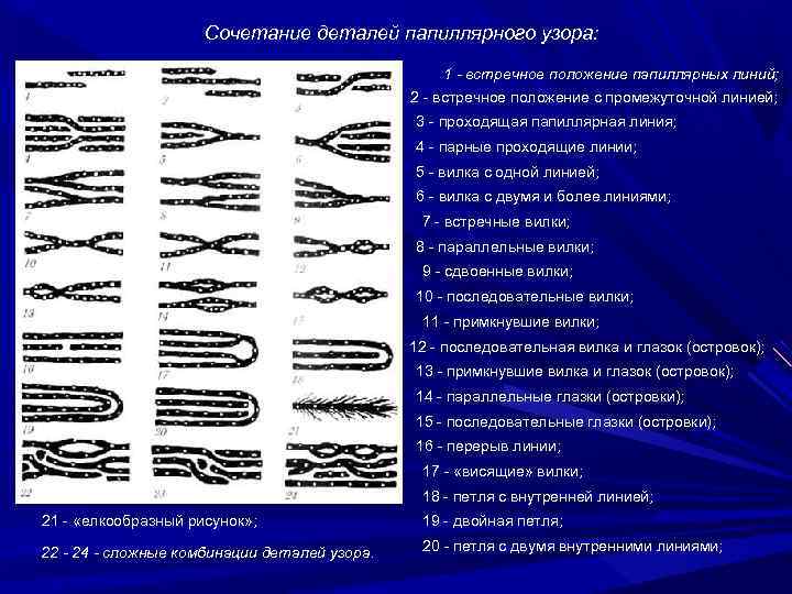 Папиллярные линии проект