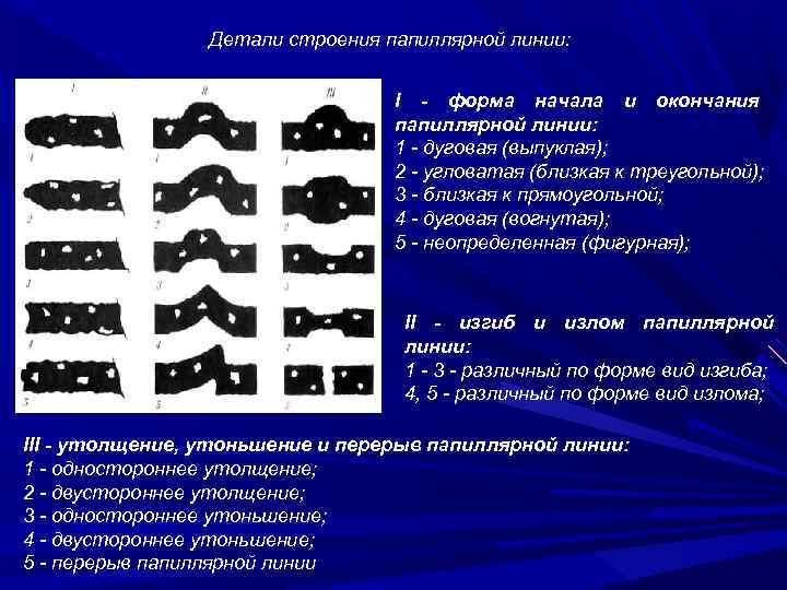 Детали строения папиллярной линии: I - форма начала и окончания папиллярной линии: 1 -