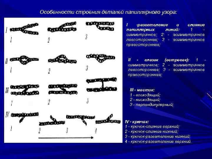 Частные признаки папиллярного узора. Детали папиллярных линий. Излом папиллярного узора. Детали строения папиллярных линий. Назовите детали строения папиллярного узора.