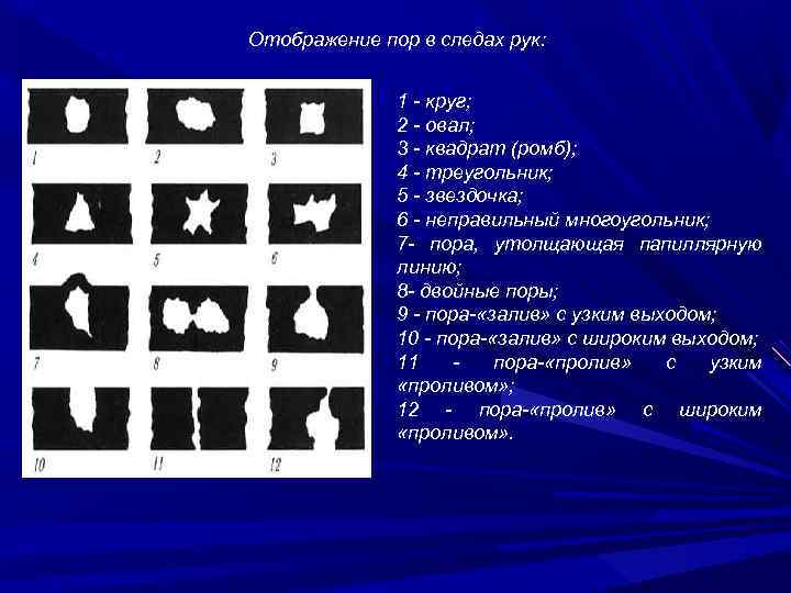 Отображение пор в следах рук: 1 - круг; 2 - овал; 3 - квадрат