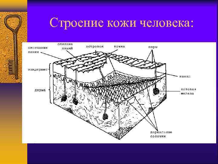 Выберите три верно обозначенные подписи к рисунку на котором изображено строение кожи человека