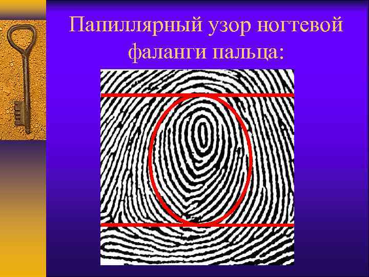 Назовите структурные зоны и элементы строения папиллярного рисунка ногтевой фаланги пальца руки