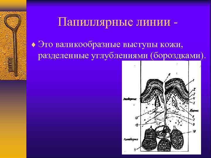 Папиллярные линии Это валикообразные выступы кожи, разделенные углублениями (бороздками). 