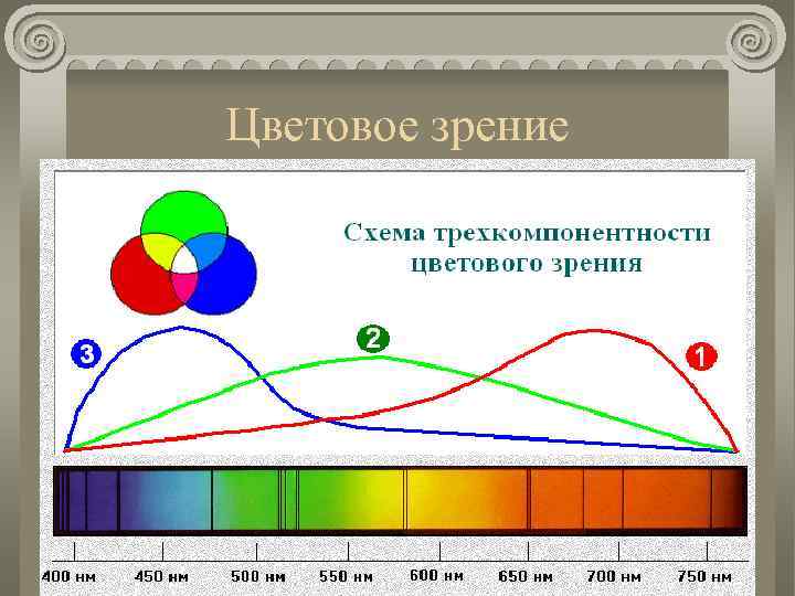 Цветовое зрение 