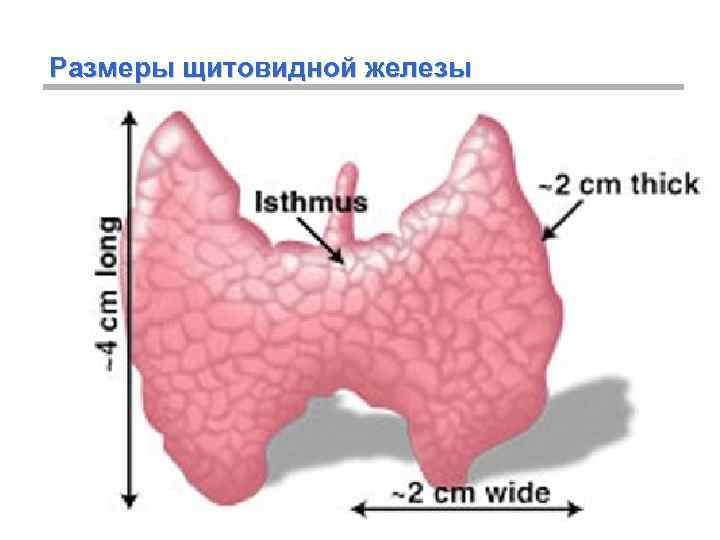 Размер железа. Объем щитовидной железы. Щитовидная железа норма. Размеры щитовидки. Объем щитовидной железы норма.
