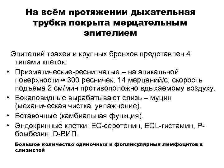 На всём протяжении дыхательная трубка покрыта мерцательным эпителием Эпителий трахеи и крупных бронхов представлен