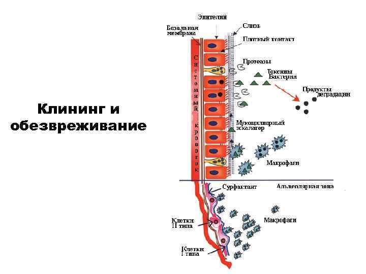 Клининг и обезвреживание 