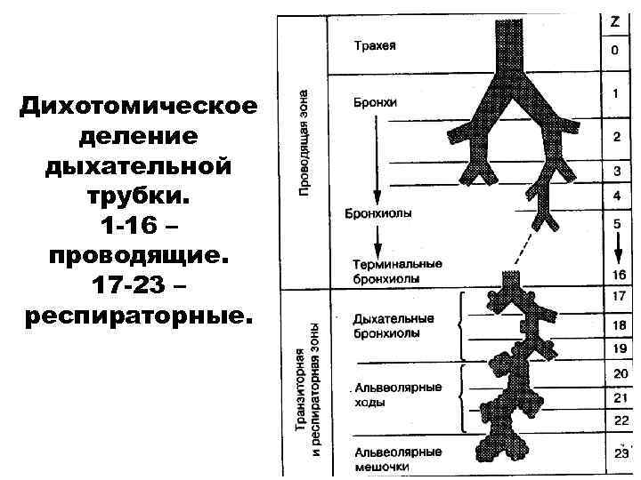 Дихотомическое деление дыхательной трубки. 1 -16 – проводящие. 17 -23 – респираторные. 