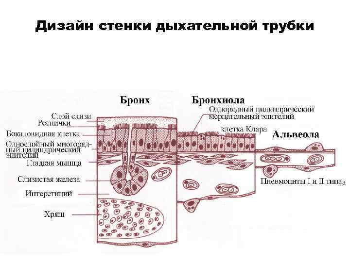 Дизайн стенки дыхательной трубки 