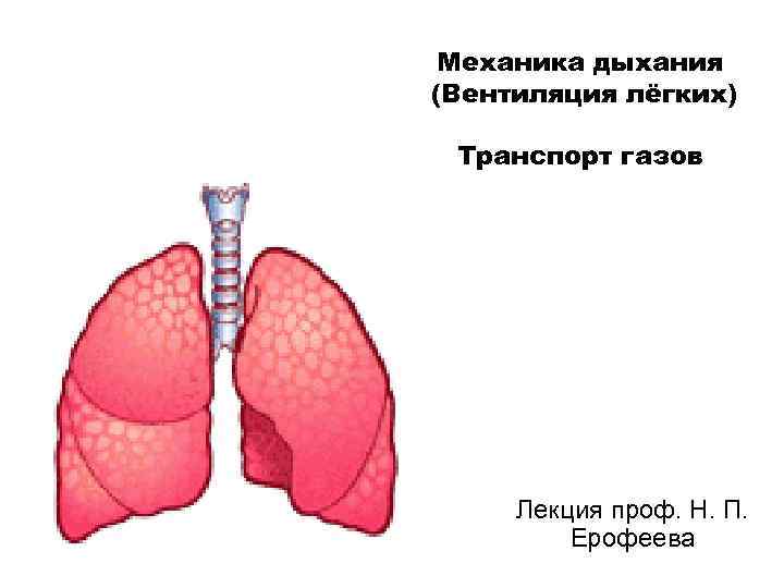 Механика дыхания (Вентиляция лёгких) Транспорт газов Лекция проф. Н. П. Ерофеева 