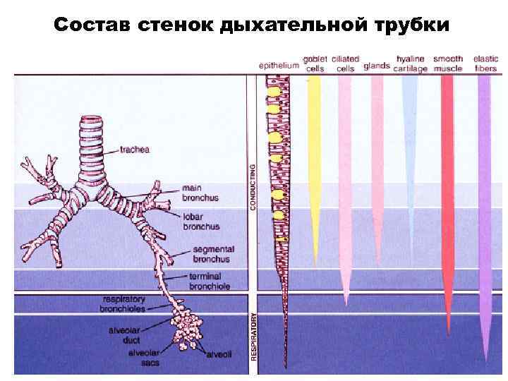 Состав стенок дыхательной трубки 