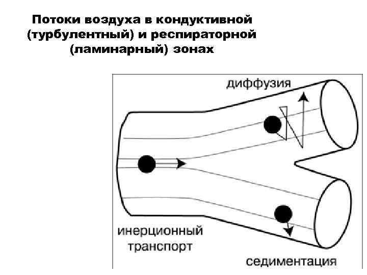 Потоки воздуха в кондуктивной (турбулентный) и респираторной (ламинарный) зонах 