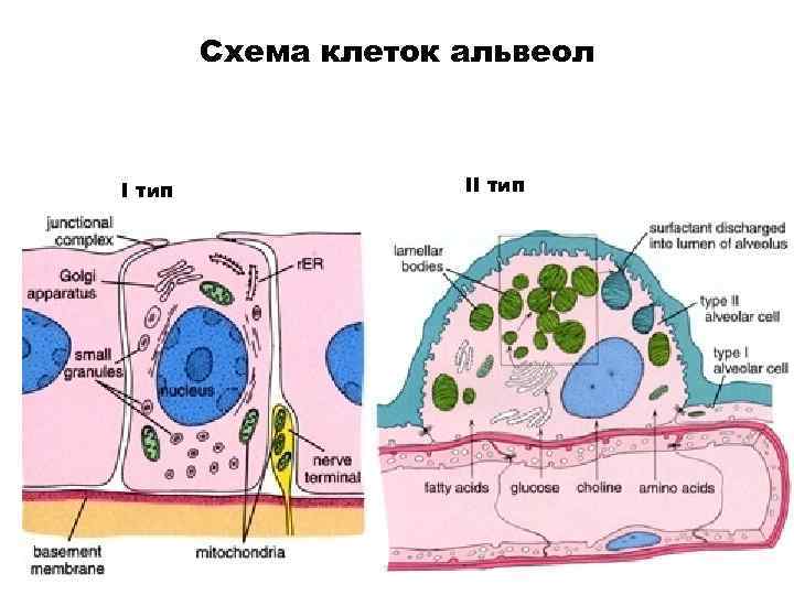 Схема клеток альвеол I тип II тип 
