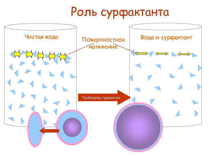 Роль сурфактанта Чистая вода Поверхностное натяжение Прибавили сурфактант Вода и сурфактант 