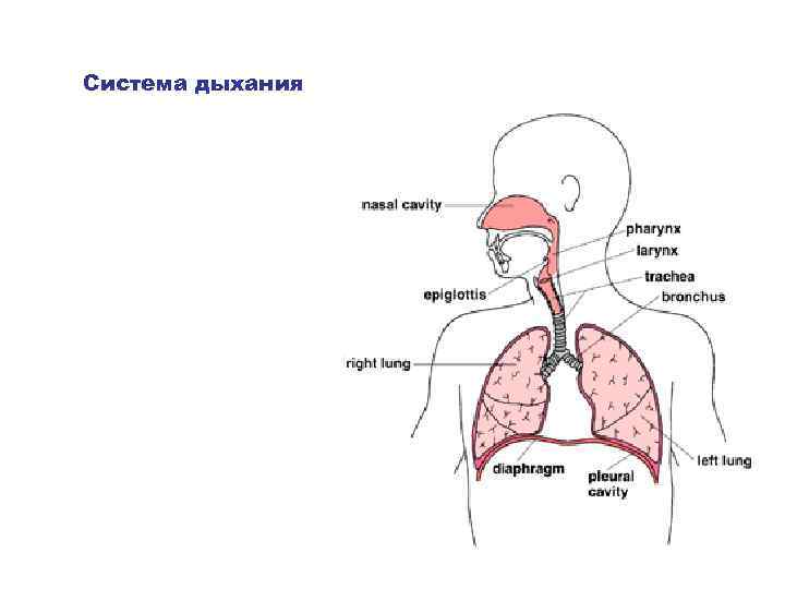 Система дыхания 