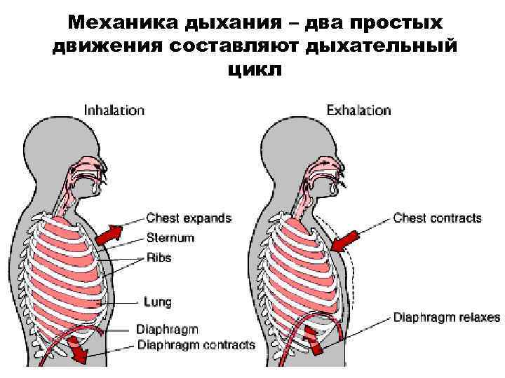 Механика дыхания – два простых движения составляют дыхательный цикл 