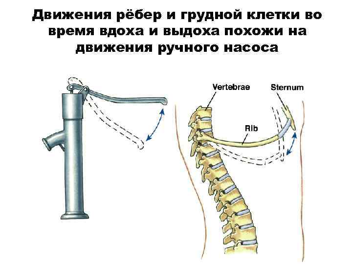 Движения рёбер и грудной клетки во время вдоха и выдоха похожи на движения ручного