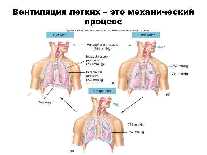 Вентиляция легких – это механический процесс 
