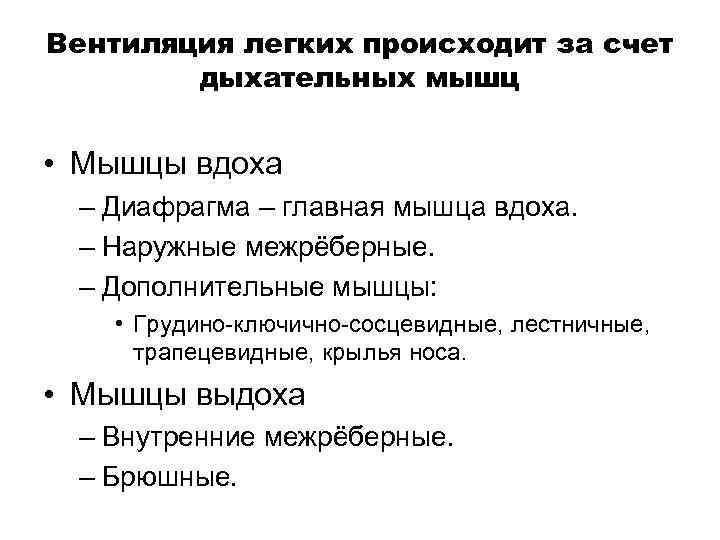 Вентиляция легких происходит за счет дыхательных мышц • Мышцы вдоха – Диафрагма – главная