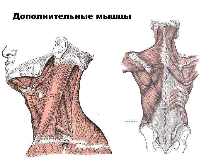 Дополнительные мышцы 