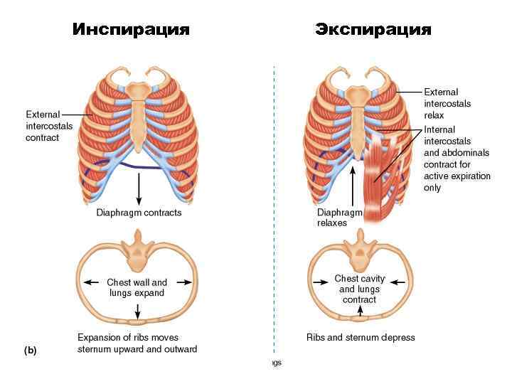 Инспирация Экспирация 