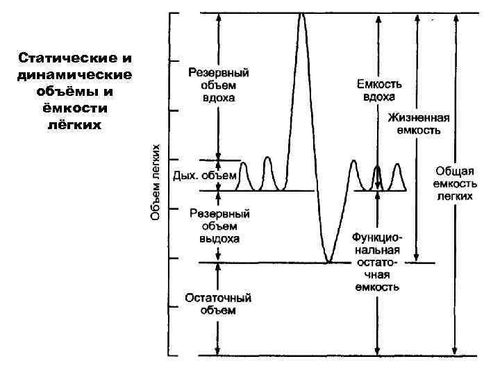Статические и динамические объёмы и ёмкости лёгких 