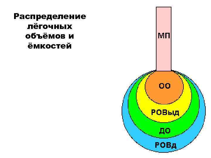 Распределение лёгочных объёмов и ёмкостей 