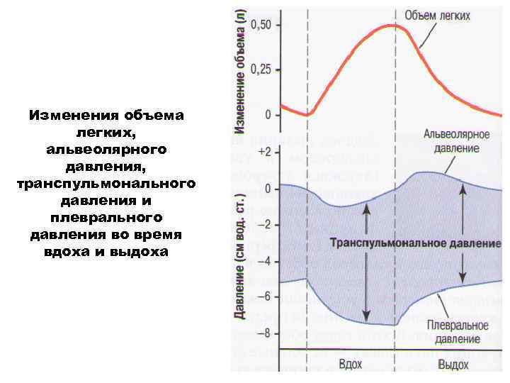 Изменения объема легких, альвеолярного давления, транспульмонального давления и плеврального давления во время вдоха и