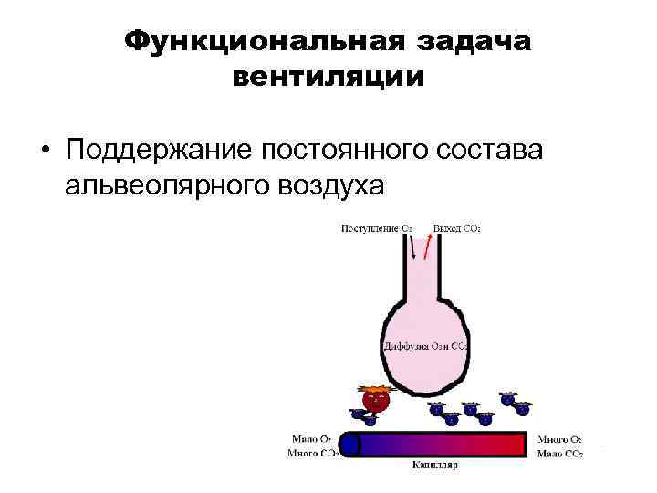 Функциональная задача вентиляции • Поддержание постоянного состава альвеолярного воздуха 