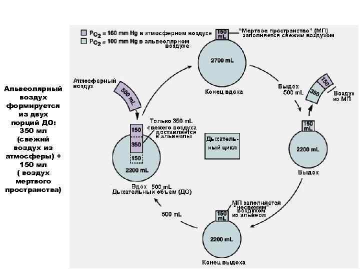 Альвеолярный воздух формируется из двух порций ДО: 350 мл (свежий воздух из атмосферы) +