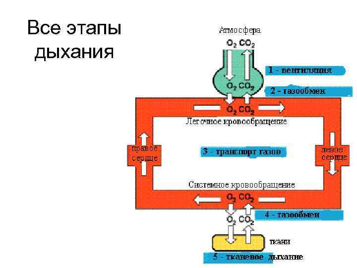 Все этапы дыхания 