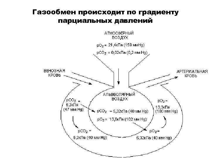 Газообмен происходит по градиенту парциальных давлений 