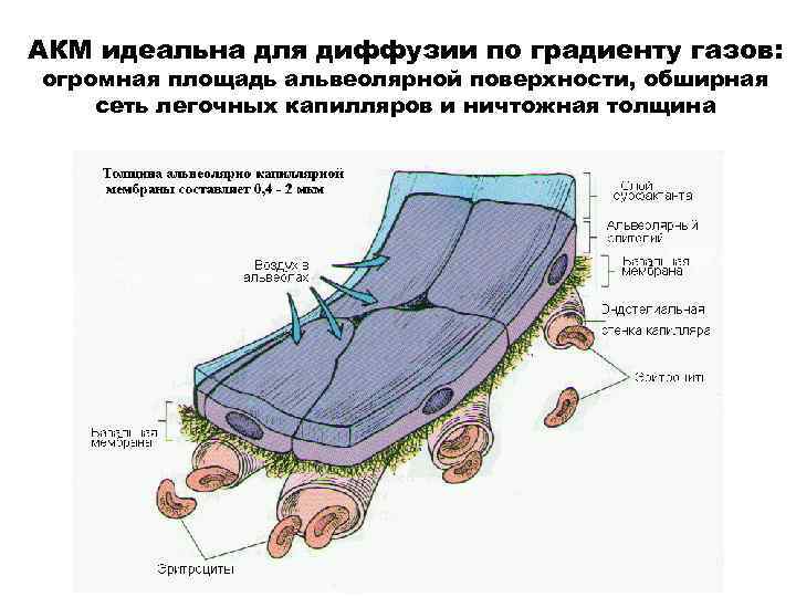 АКМ идеальна для диффузии по градиенту газов: огромная площадь альвеолярной поверхности, обширная сеть легочных